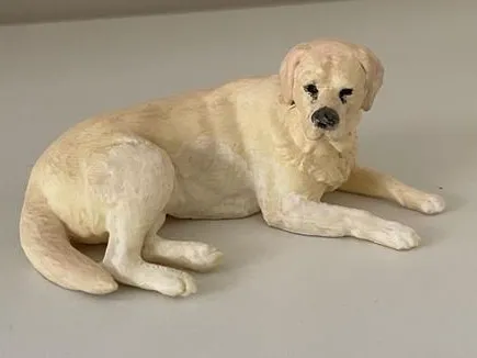 Labrador Dog