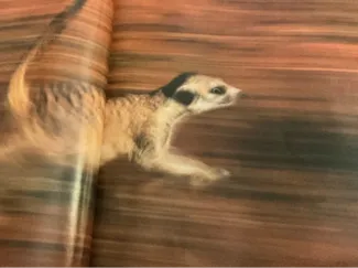 zoom zoom zoom Bannun