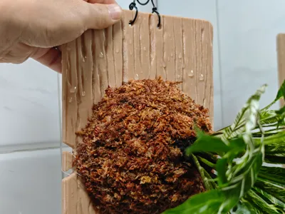 Wood Grain Staghorn Fern Board (Square and Monstera Shapes)