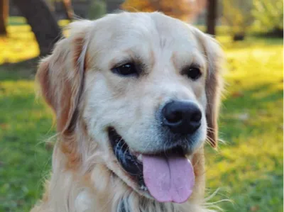 Labrador head
