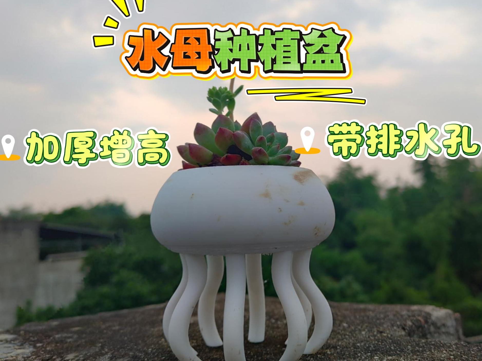 水母种植盆