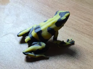 Poison Dart Frog