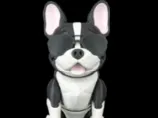 Pierre, the French Bulldog