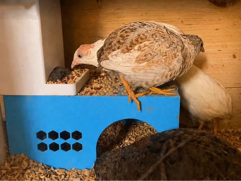 芦丁鸡喂食平台小屋