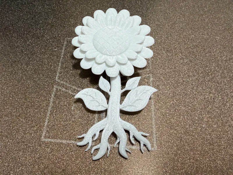 开花期的向日葵/太阳花教具模型 Sunflower
