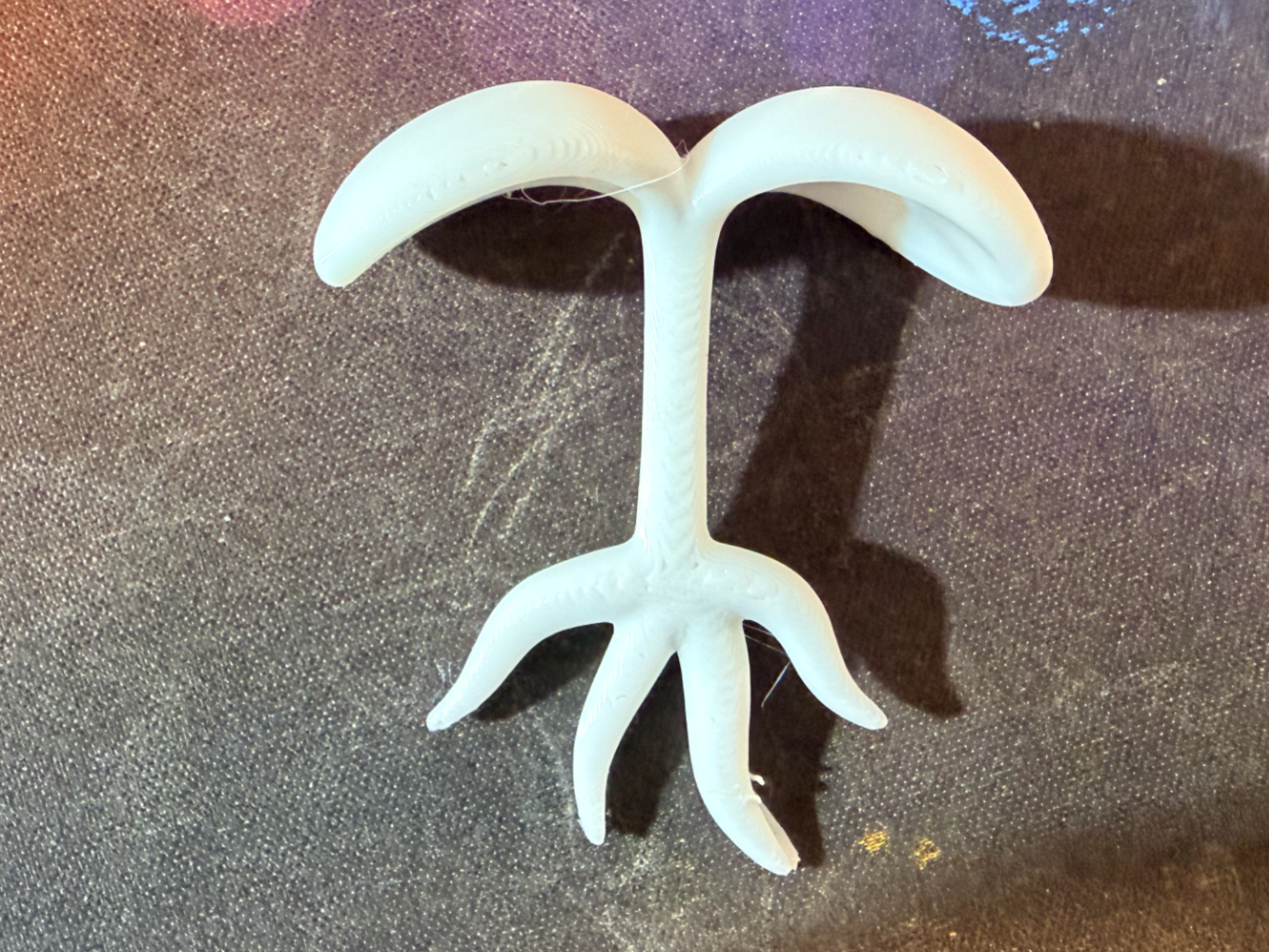 嫩芽教具模型 向日葵/太阳花的嫩芽 Sunflower sprout