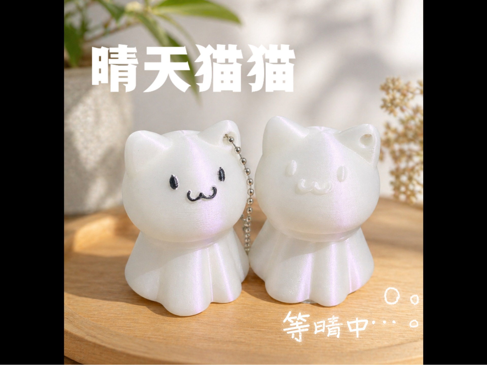 晴天猫猫