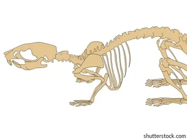 Mouse skeleton scientific