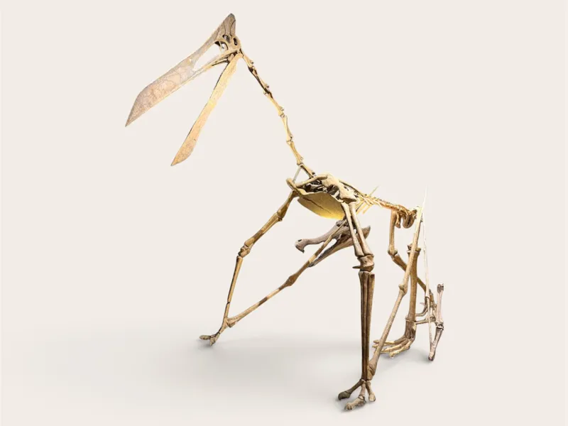 Quetzalcoatlus model  skeleton 