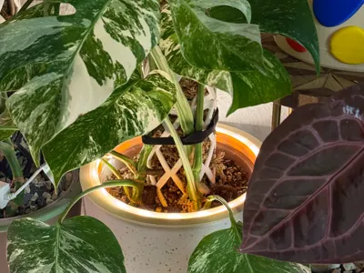 LED Ring for Plant Pot