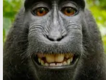 monkey man