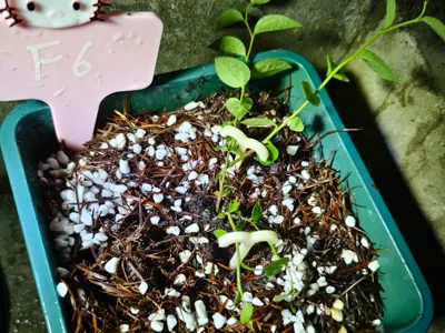 Blueberry Branch Layering Tool