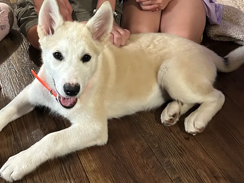 husky