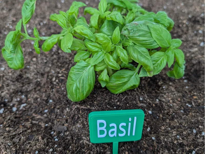 Basil Garden Label – Easy No-Support Print