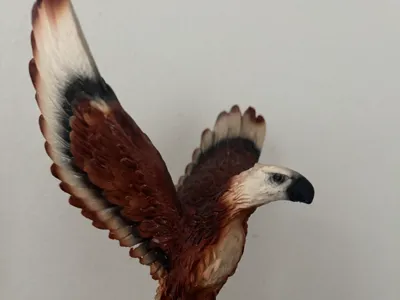 Aquila