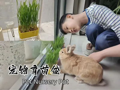 Cage-mounted pet planter