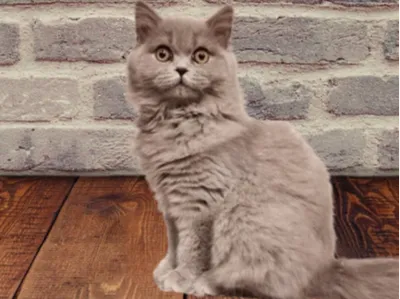 scotty cat