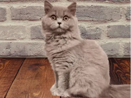 scotty cat