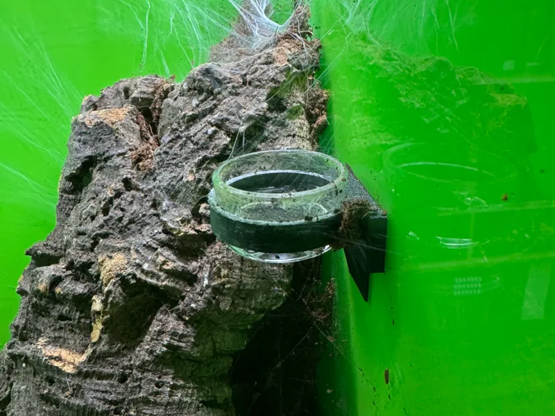 Wasserschale Baumvogelspinnen
