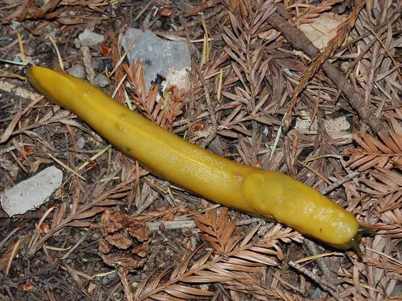 party worm