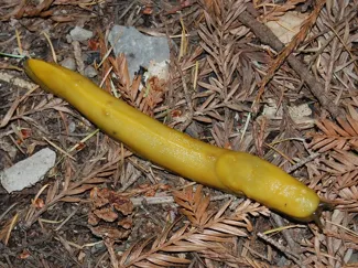 king worm