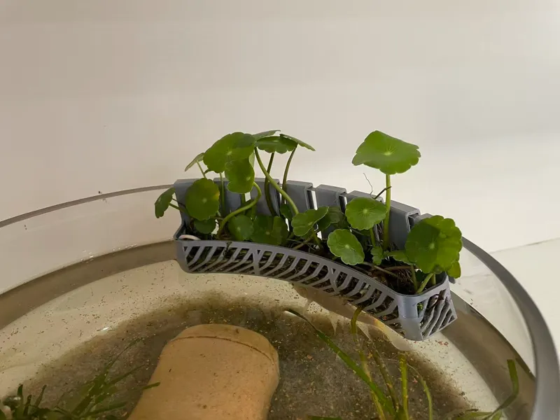 绿植挂篮