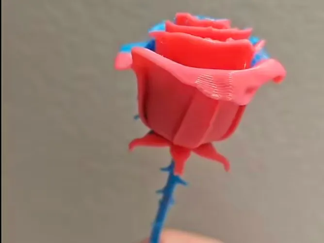 蓝粉玫瑰
