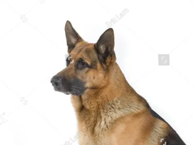 sitting dog