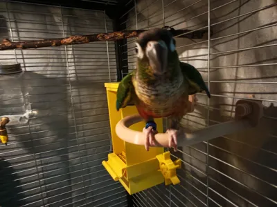 Birdcage U-perch