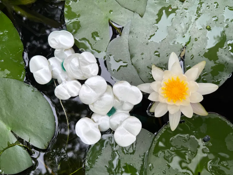 凤眼莲（水葫芦）鱼缸漂浮微景观（观背青鳉收卵器）水面造景