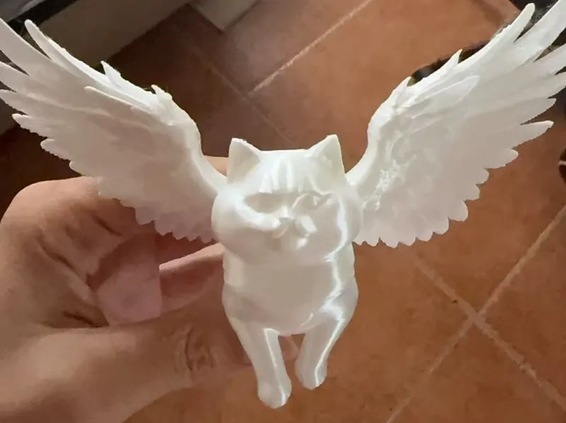 飞猫