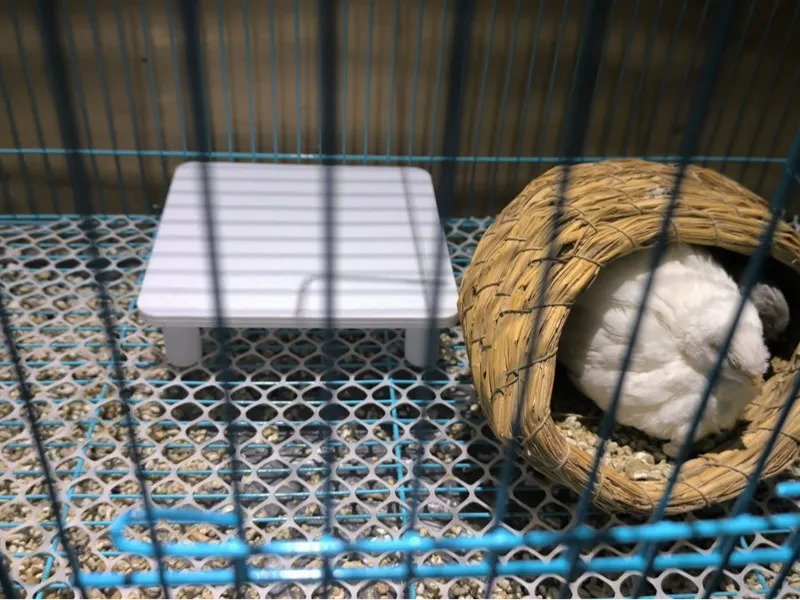 芦丁鸡摆件 小平台