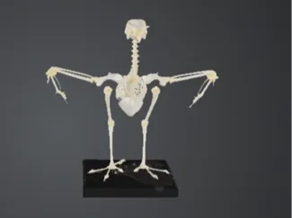Bird Skeleton