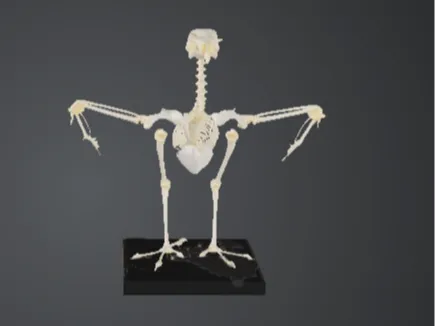 Bird Skeleton