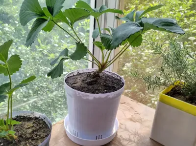 Thin-walled Tall Gallon Pot