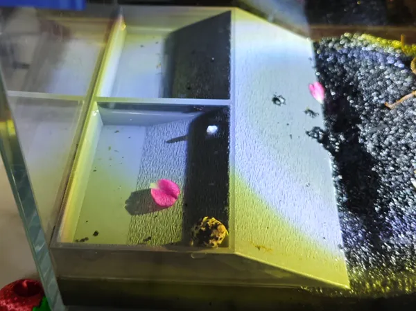 https://makerworld.bblmw.com/makerworld/model/DSM00000002789717/design/53464e13566cb2fa.jpg