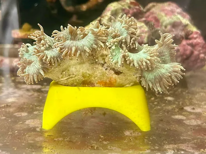 尼罗河珊瑚支架