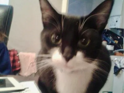 Mittens