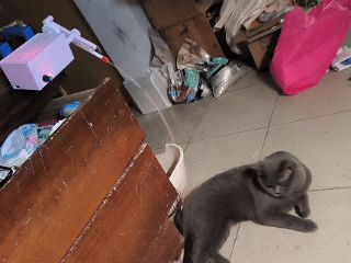 Stall-proof Electric Cat Teaser