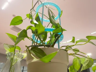 Vine Plant Support