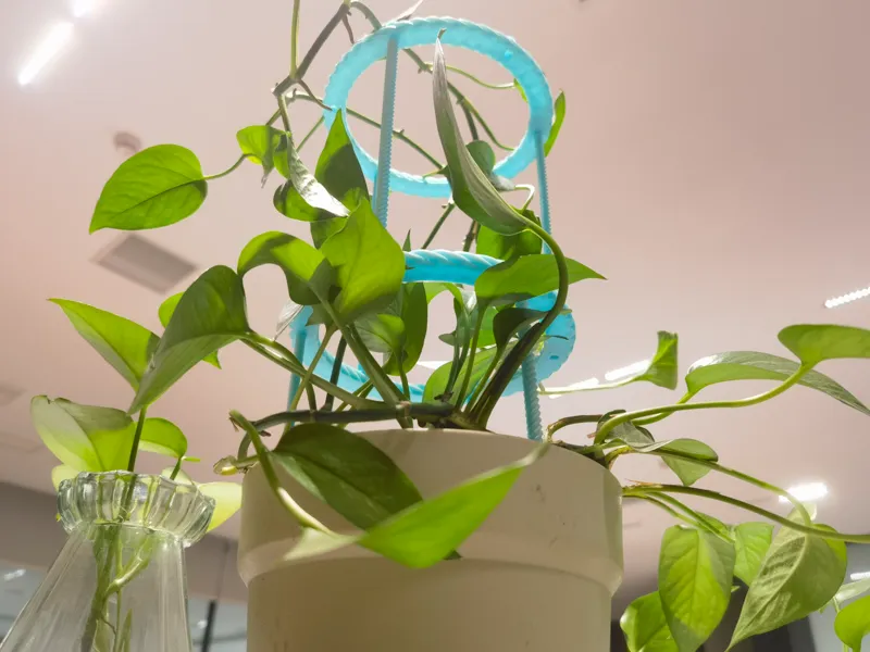藤蔓植物支撑架