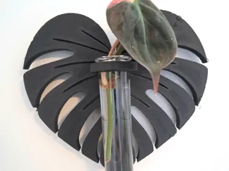 propagation plant