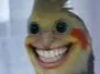 burb