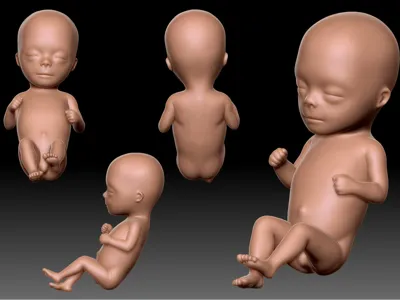 Human Embryos