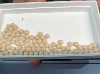 BBs