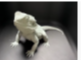 Bearded Dragon