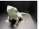 Bearded Dragon