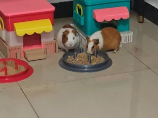 荷兰猪防倾覆及踩踏饲料盘
