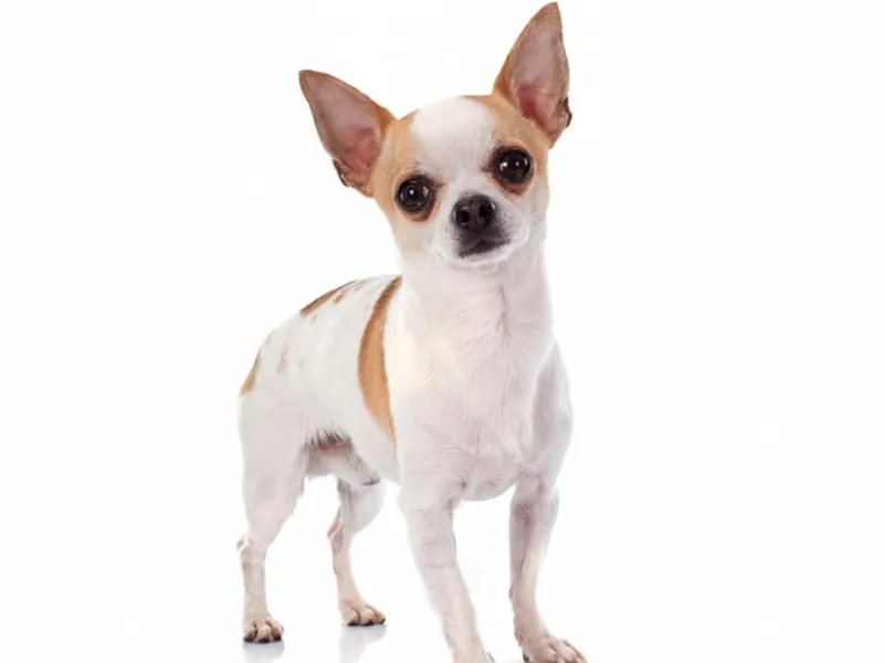 chiwawa realista 3d models