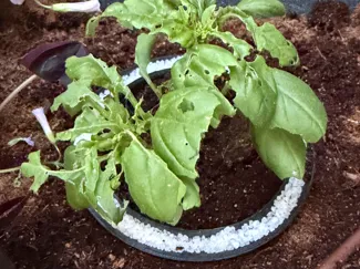 salt ring against snails or slugs